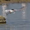 Common Tern